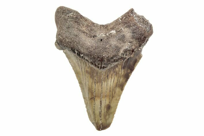 Serrated, Chubutensis Tooth - Megalodon Ancestor #204763